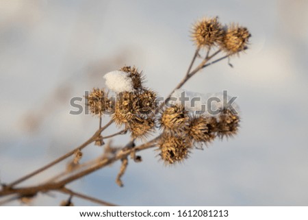 Dry thorny burdock on a blurry background, winter.