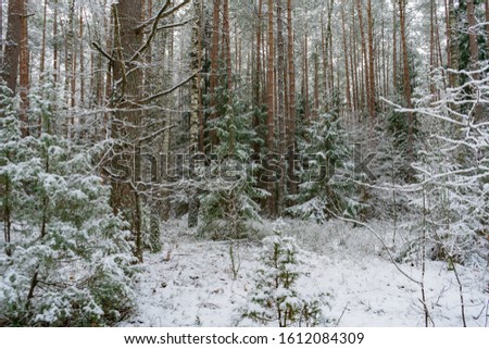 Winter forest landscape, snow trees, Russia.