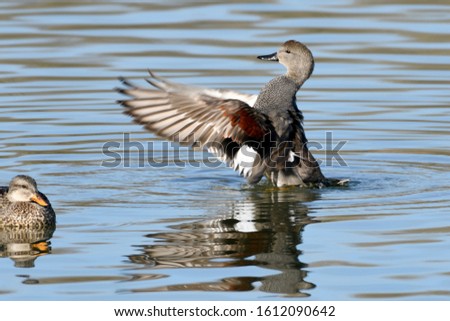 The gadwall (Mareca strepera) is a common and widespread dabbling duck in the family Anatidae. Male showing his aptitudes in front of a female.