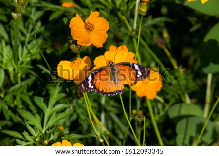 Plain Tiger  butterfly sitting on the flower plant during springtime in its natural habitat