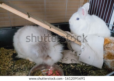 Sweet Rabbits in their Cage 