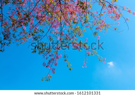 The blue sky with the queen tiger flower in Thailand.Himalayan wild cherries (Prunus cerasoides) (Sakura in Thailand) are plants that bloom in the genus Prunus.