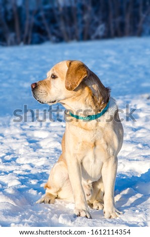 A dog Labrador retriever walking on the snow