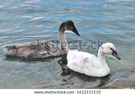 Swans are beautiful birds, they are the largest member of the duck and goose family. Swan is one of the few heavy birds that is able to fly, even if it is only a short distance.