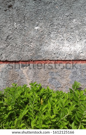 Green plants with rough concrete wall background wallpaper.