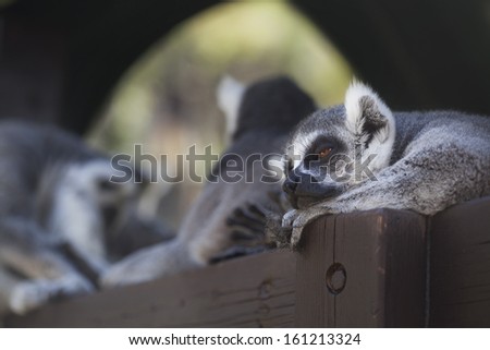 sleeping ring-tailed lemur (lemur catta)