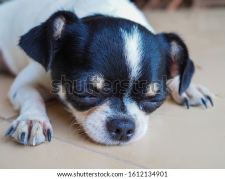 Cute Chihuahua dog. Closeup portrait 