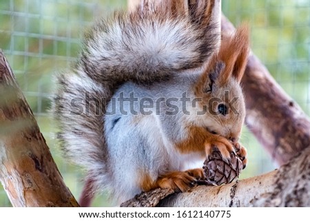 red squirrel eats pine nuts