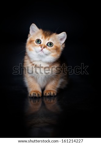 Little kitten photo in studio on black background