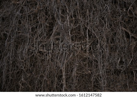 Dry branches of creeper bush close up. Image of gray dead trees.