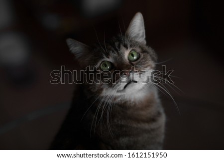 close-up portrait of brown marble tabby cat with big green eyes and fluffy fur on dark background