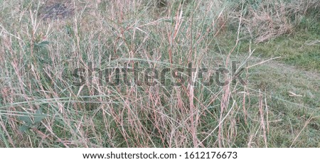 Large size grass on river bank