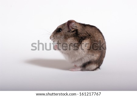 Hamster isolated in white