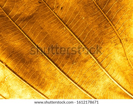 Yellow color leaves for abstract and backgrounds