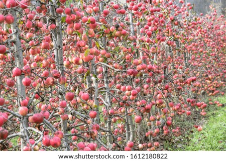 Apple trees garden on a late Autumn