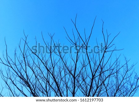 Black color Tree Without Leaves on Blue Sky for abstract and backgrounds