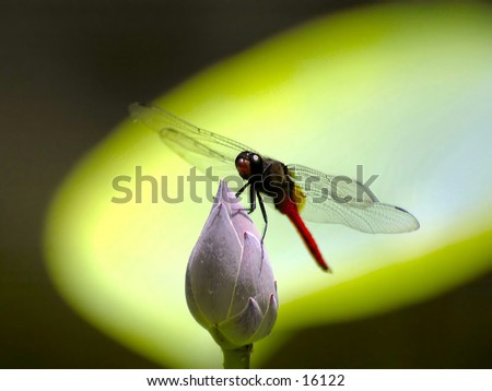 Dragonfly on a lotus bud