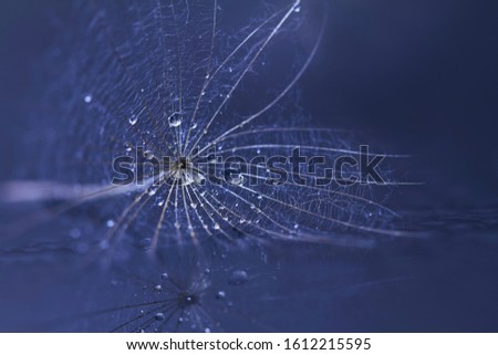 Dandelion seed with water drops - macro photo