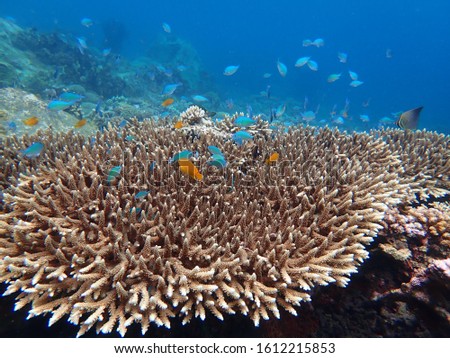 Staghorn coral forms a large table coral with a group of blue and yellow fish.
