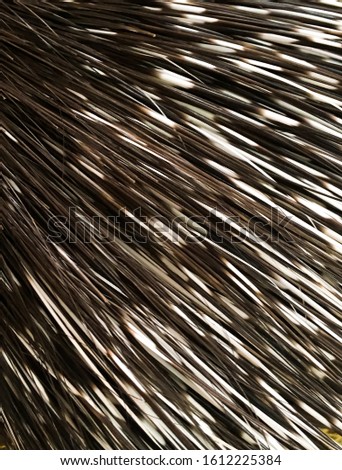 Closeup of porcupine needle spikes black white. Wildlife at the zoo