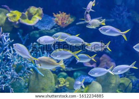 Colorful sea fish in aquarium