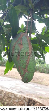mangoes affected by skin diseases, rusty mango