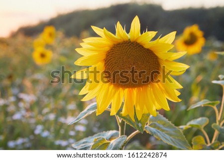 Sunflower against the sunset with sunbeams coming from the backwards. Backlit sunflower field in the summer