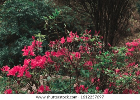 A Bunch of red Rhododendron flowers with green leafy branches.