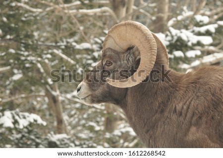 Wild Aries in snowy Canada