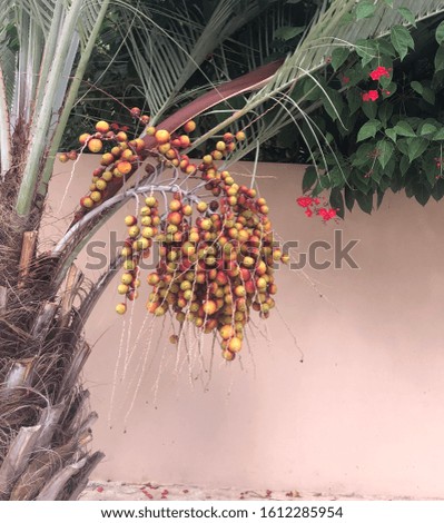 Palm tree fruits on wall background Cyprus