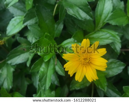 image of nature and fresh yellow flowers
