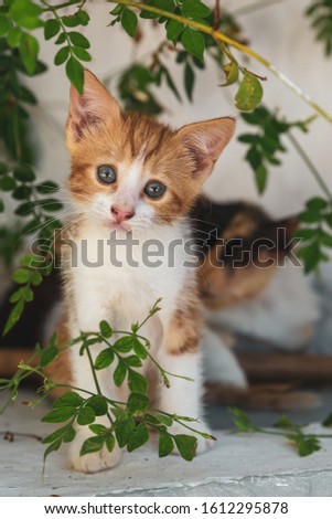 Beautiful, curious stray baby kitten, posing for a portrait photo with his mommy looking after him in the background. Extremely cute.  Green leave all around the cat decorate the picture perfectly.