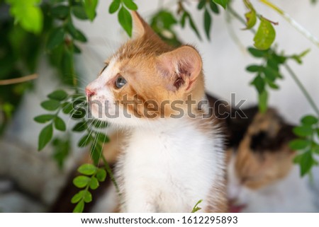 Beautiful, curious stray baby kitten, posing for a portrait photo with his mommy looking after him in the background. Extremely cute.  Green leave all around the cat decorate the picture perfectly.