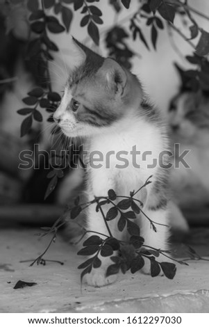 Beautiful, curious kitten, posing for a portrait with his mommy looking after him in the background. Extremely cute.  Green leave all around the cat decorate the picture perfectly. Black and white