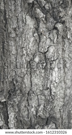 Wood bark texture gray background Royalty-Free Stock Photo #1612310326