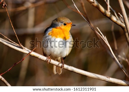 The European robin in the forest