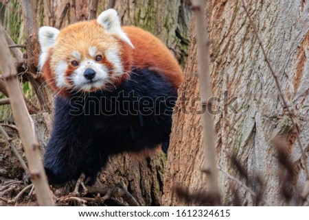 red panda Ailurus fulgens cervena
