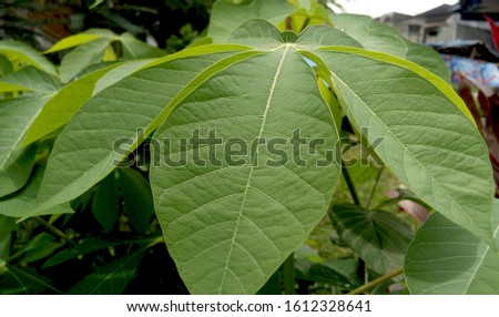 cassava leaves surface under sun shine at noon in the garden