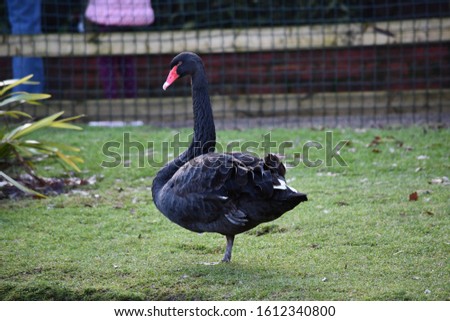 A black swan photographed on the grass beside a pond at Birdworld, England in the United Kingdom