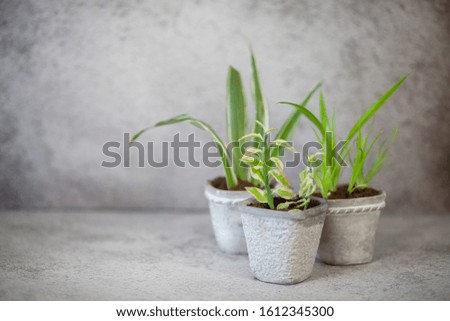 Close up of green home plants in a gypsum pot on a gray wall background.