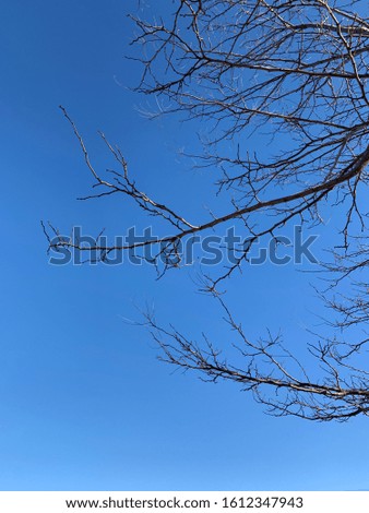 Silhouette of tree branches at the blue sky background
