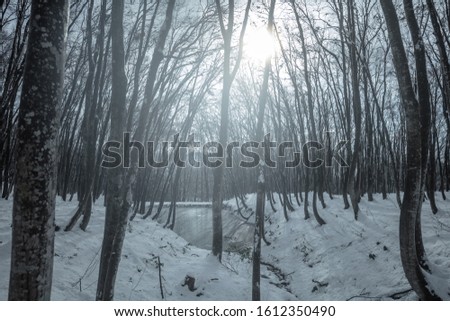 Bijinbayashi or Beauty forest in winter, Niigata Japan