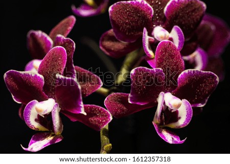Orchid Phalaenopsis, beautiful, noble and charming in colors.