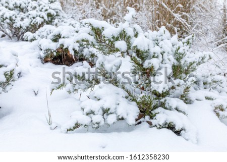 Juniper bush covered with snow. City park in the winter. Snowfall in Moscow park. Russian nature in the winter.