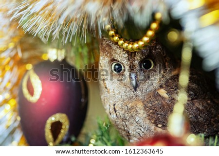 European scops owl, Otus scops, sitting on a branchsitting on a Christmas tree near Christmas toys.