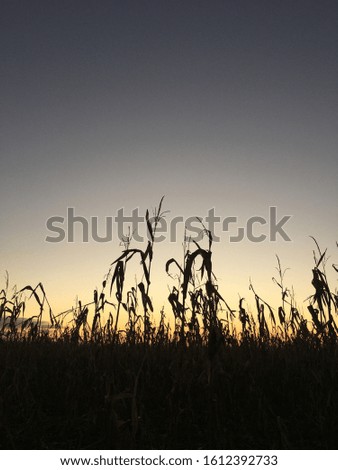 Corn field sunset picture taken in a British Winter.