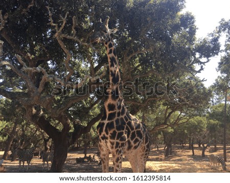 Giraffes and zebras taken on a Safari trip in Portugal.