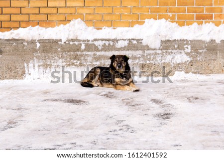 sterilized street dog with a veterinary service label on his ear lies in the snow against a wall outside Royalty-Free Stock Photo #1612401592