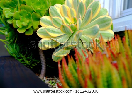 Aeonium decorum 'Sunburst' flanked by with other succulent aeonium plants on a flower bed.