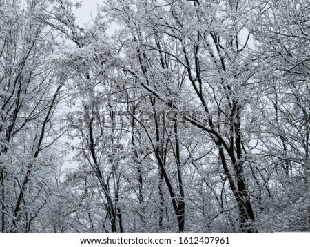 An upward angle photo of trees covered in snow showing a calming beauty of the winter season.                 